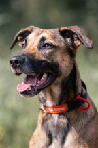 Lumac No-Ring Collar