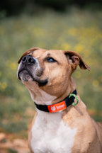 Lumac No-Ring Collar