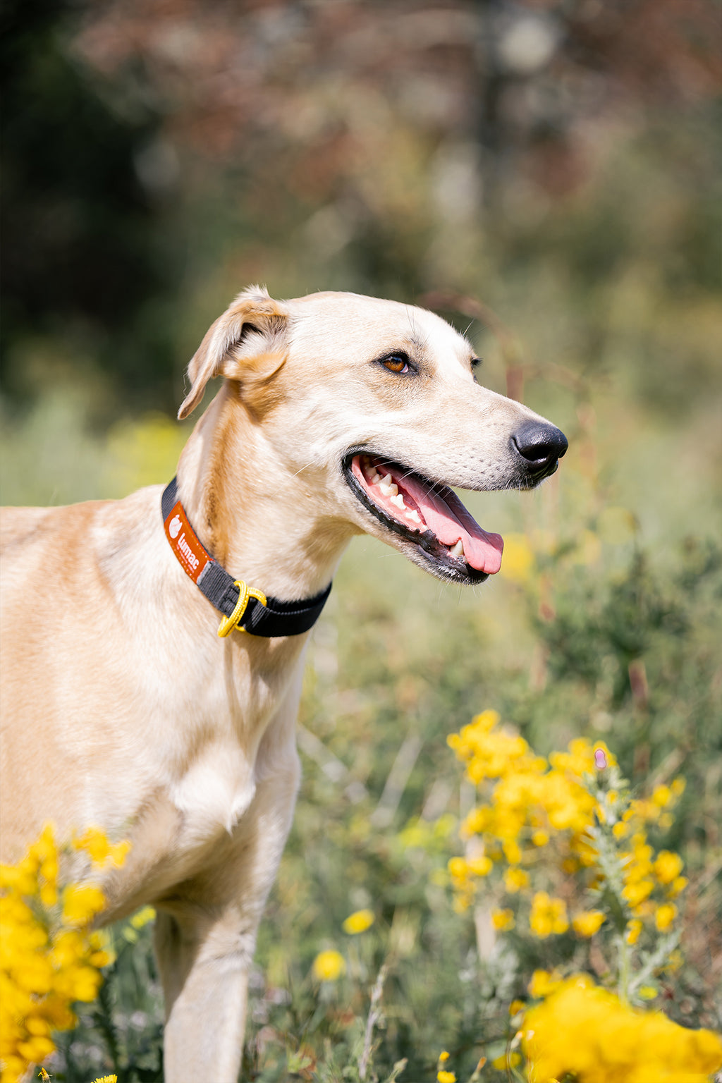 Lumac No-Ring Collar