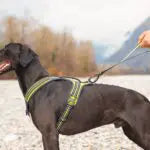 Axaeco 4 Season Jogging Leash
