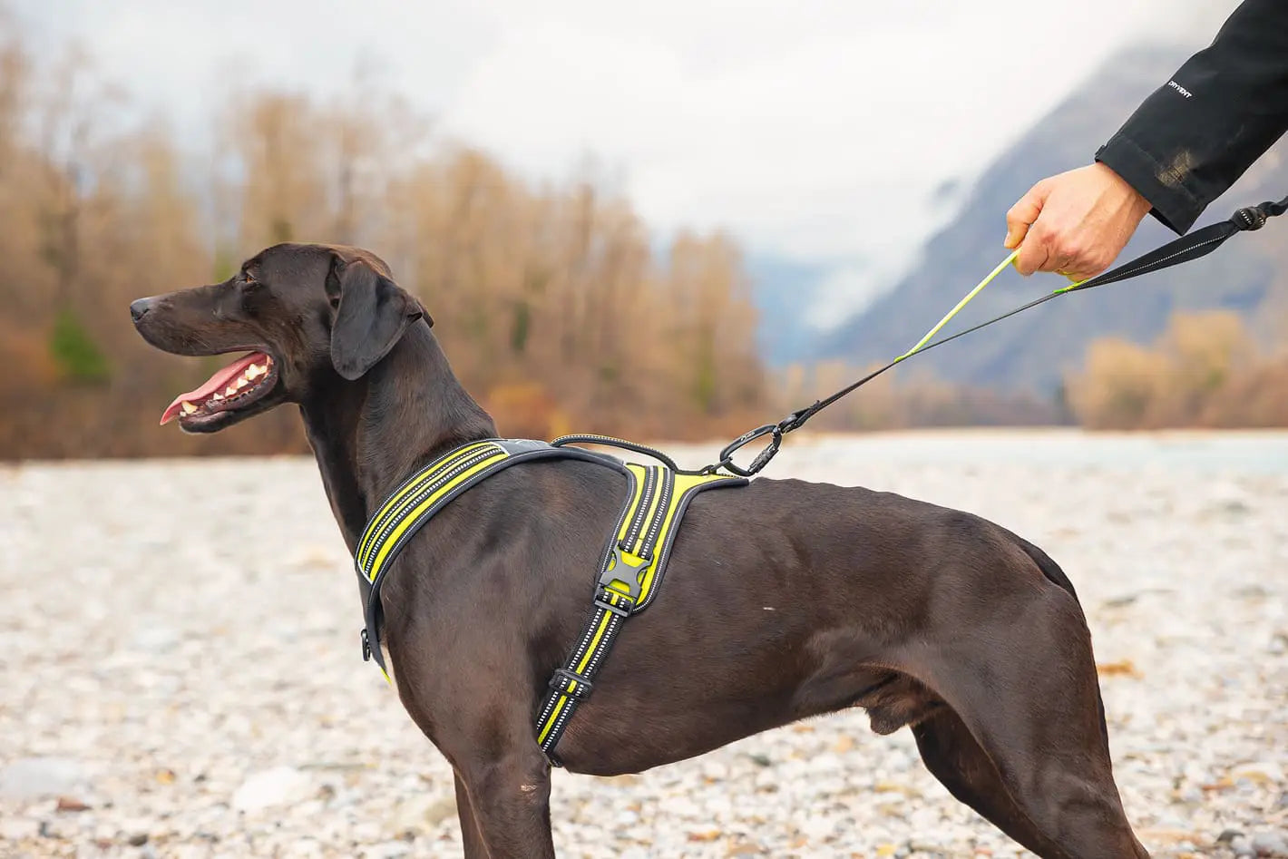 Axaeco 4 Season Jogging Leash