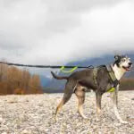 Axaeco 4 Season Jogging Leash