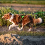 Axaeco Bikejoring Line