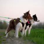 Axaeco Bikejoring Line