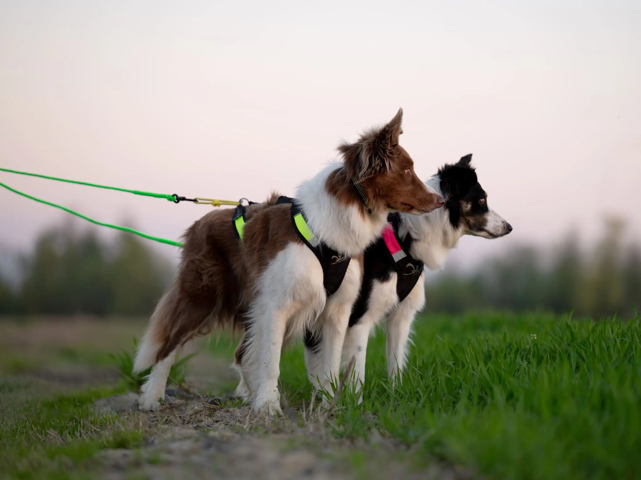 Axaeco Bikejoring Line