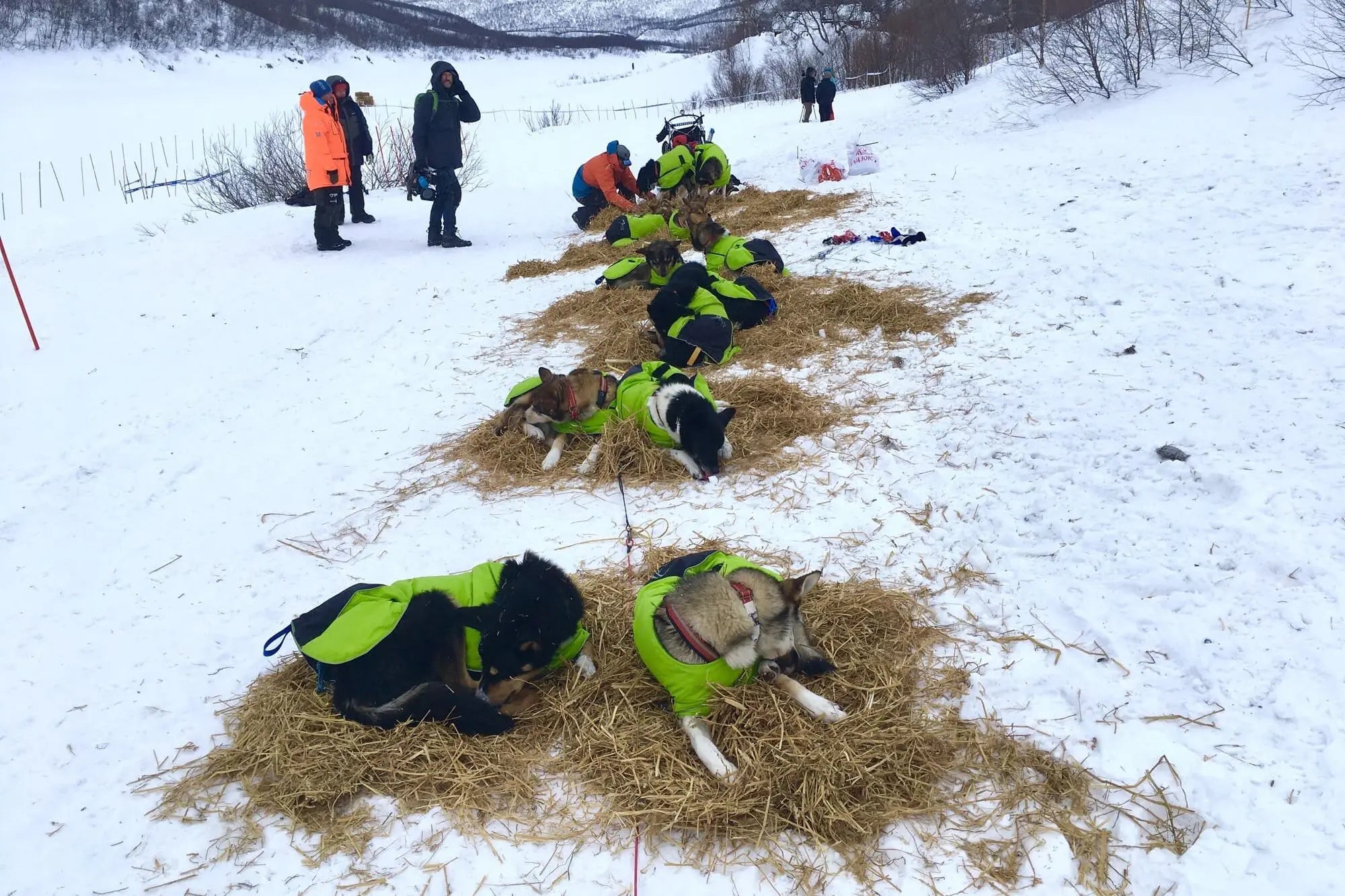 Axaeco Dog Coat Ice-Olation 2.0