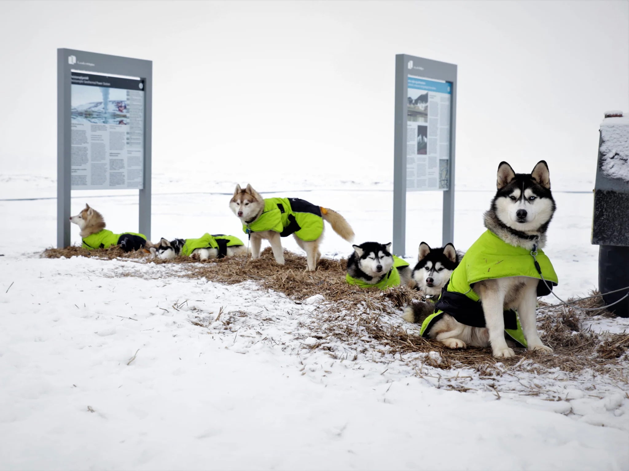 Axaeco Dog Coat Ice-Olation 2.0