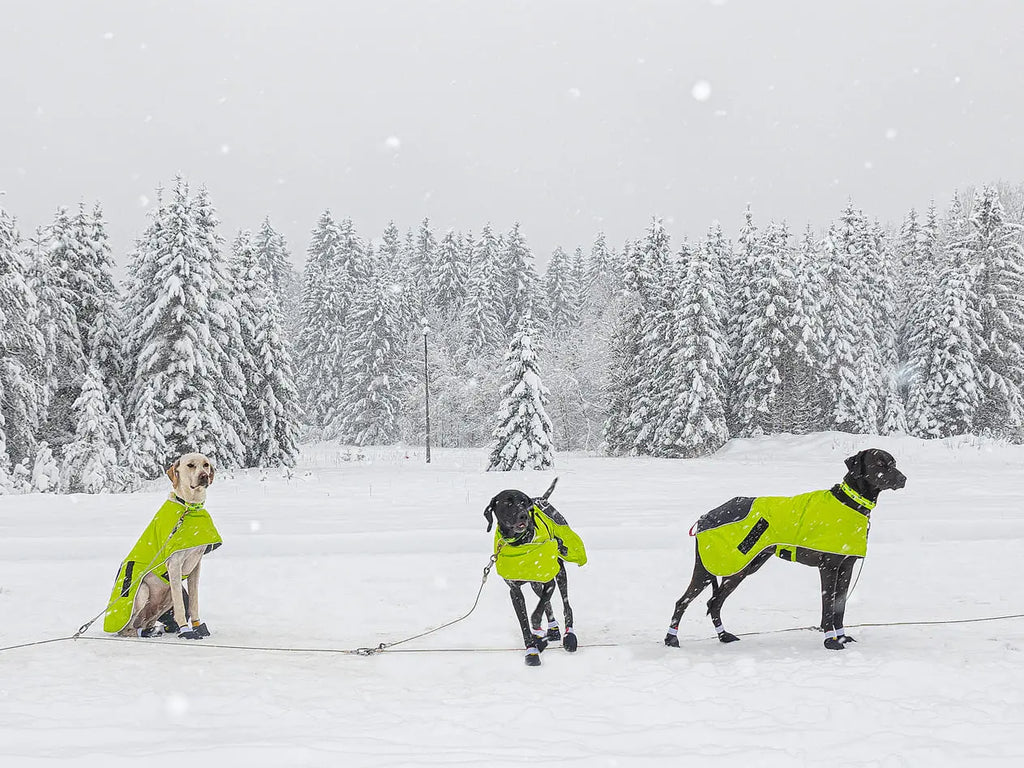 Axaeco Dog Coat Ice-Olation 2.0