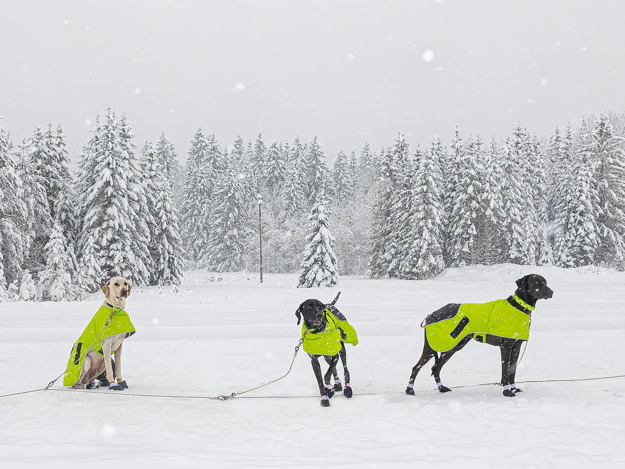 Axaeco Dog Coat Ice-Olation 2.0