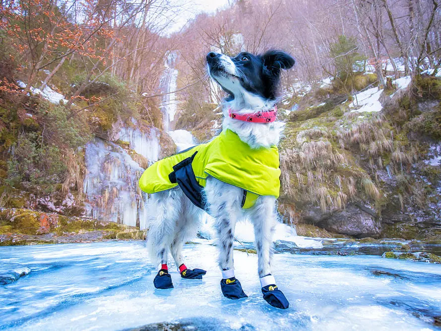 Axaeco Dog Coat Ice-Olation 2.0