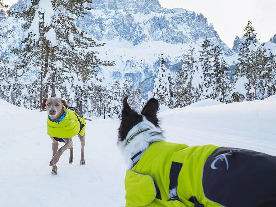 Axaeco Dog Coat Ice-Olation 2.0