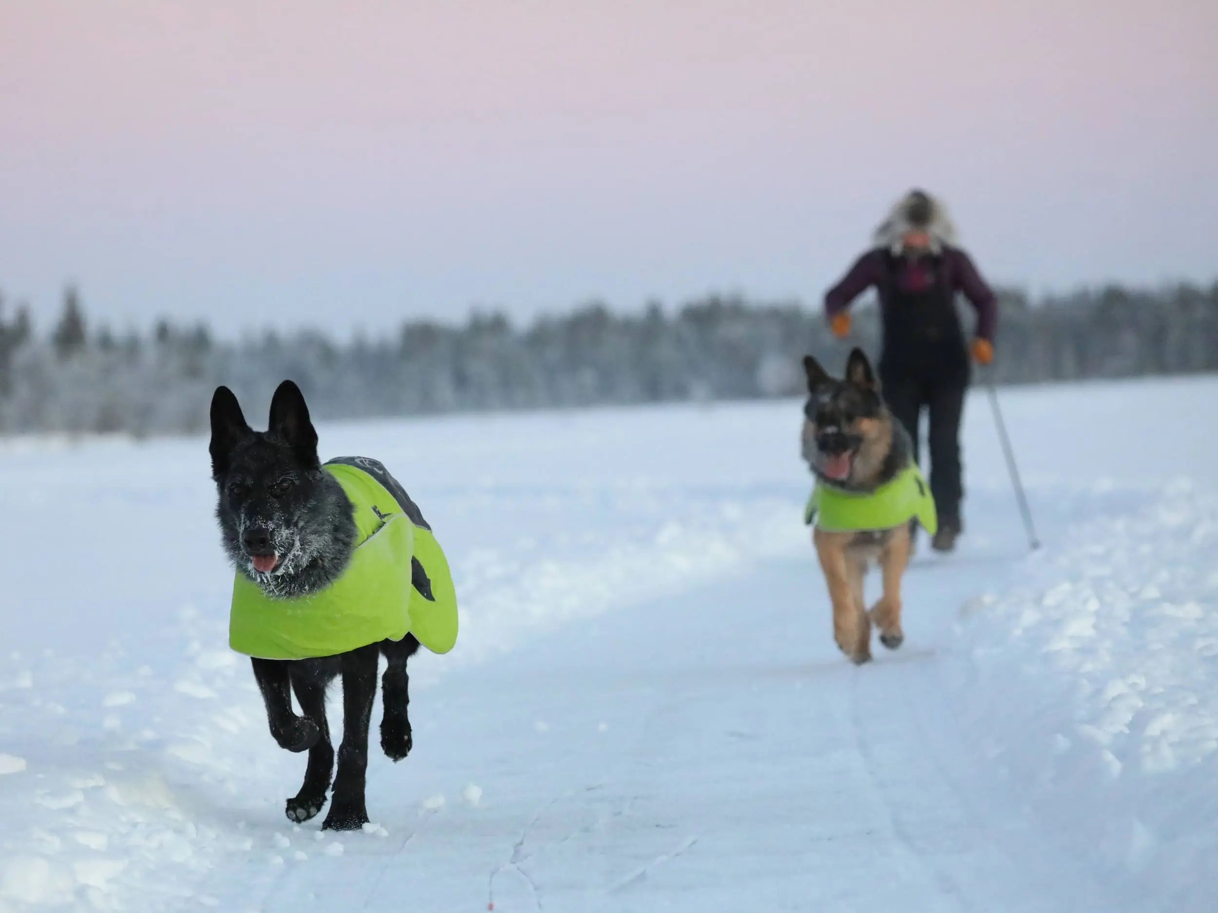 Axaeco Dog Coat Ice-Olation 2.0