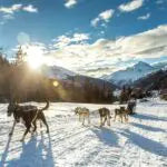 Axaeco Harness Scandinavia