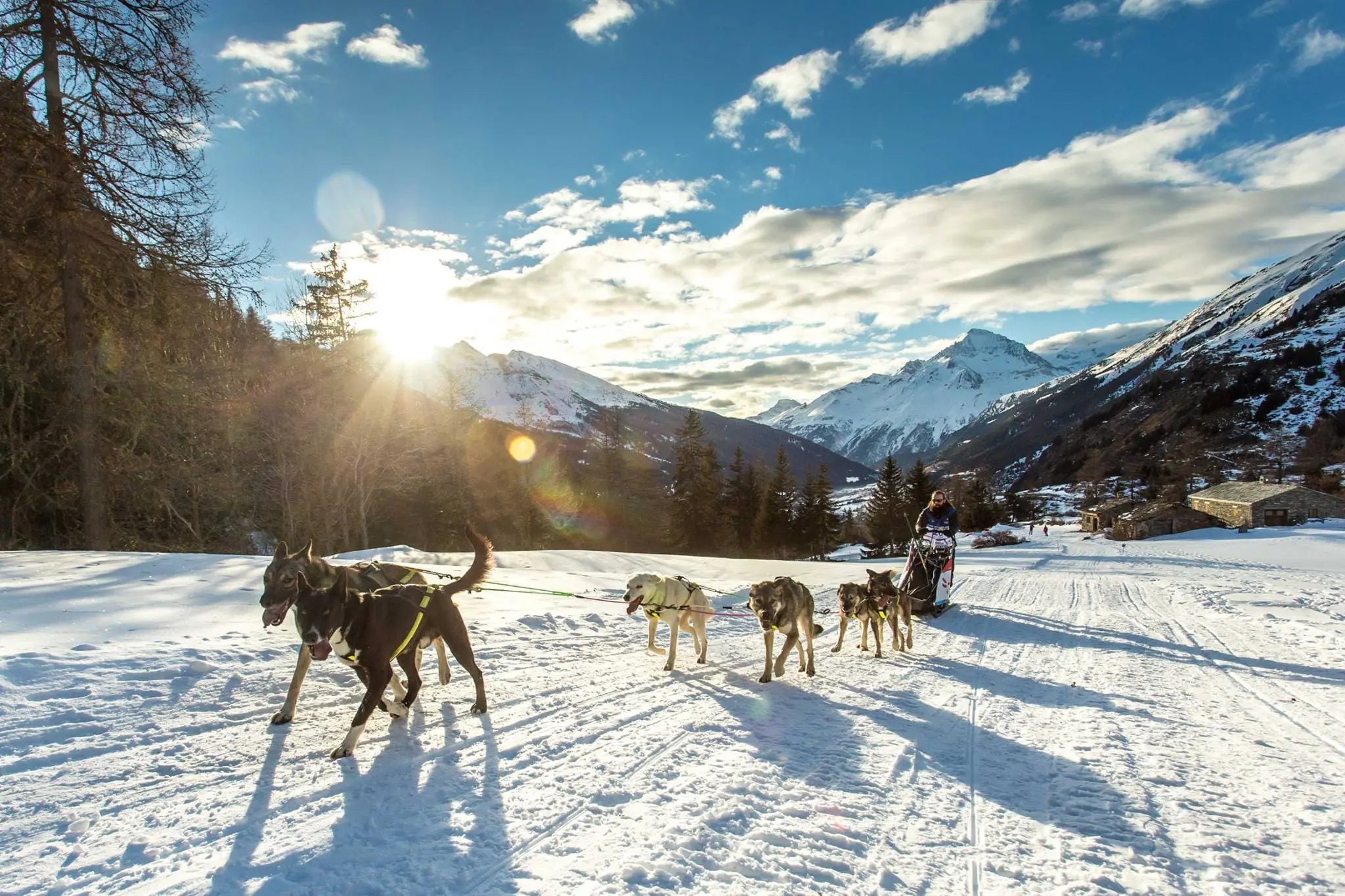 Axaeco Harness Scandinavia