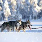 Axaeco Harness Scandinavia