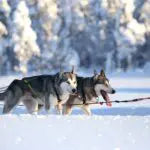 Axaeco Harness Scandinavia