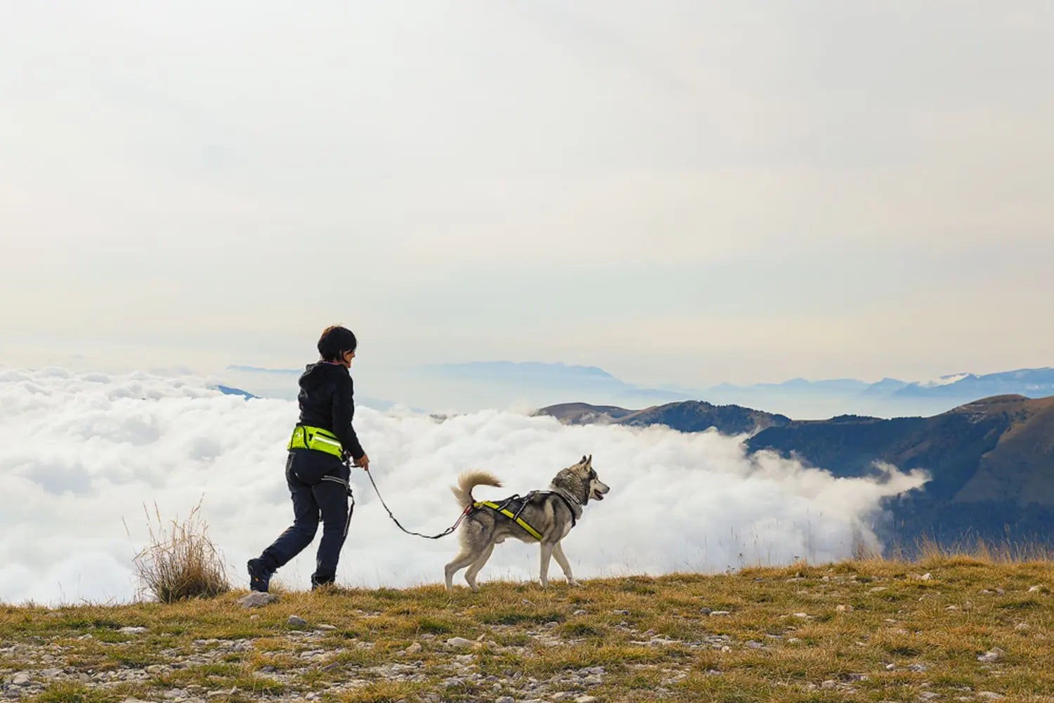 Axaeco Harness Scandinavia