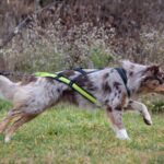 Axaeco Harness Scandinavia